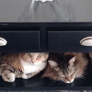 My furbabies 😻💜💕